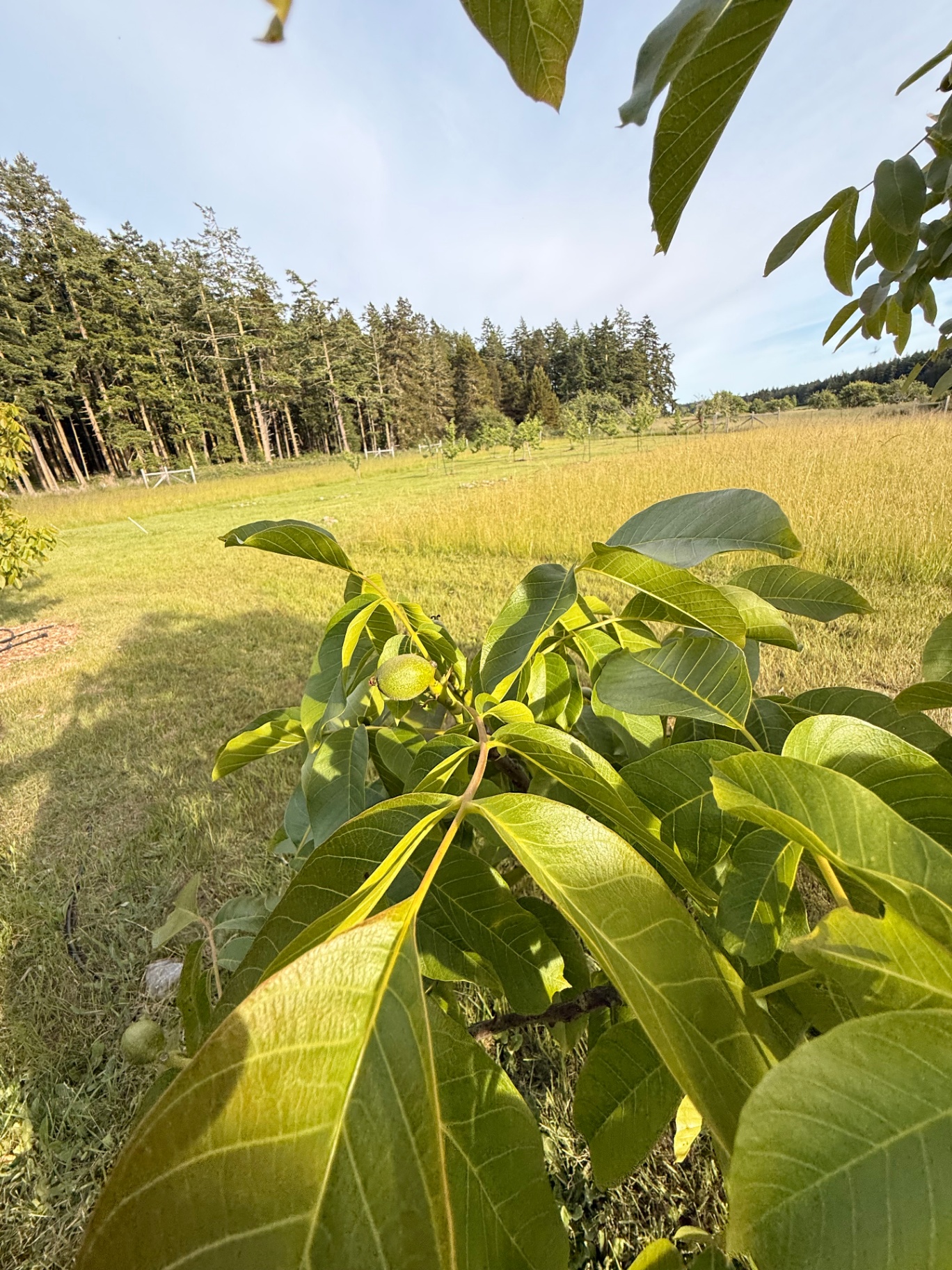 A green walnut forming on the branch