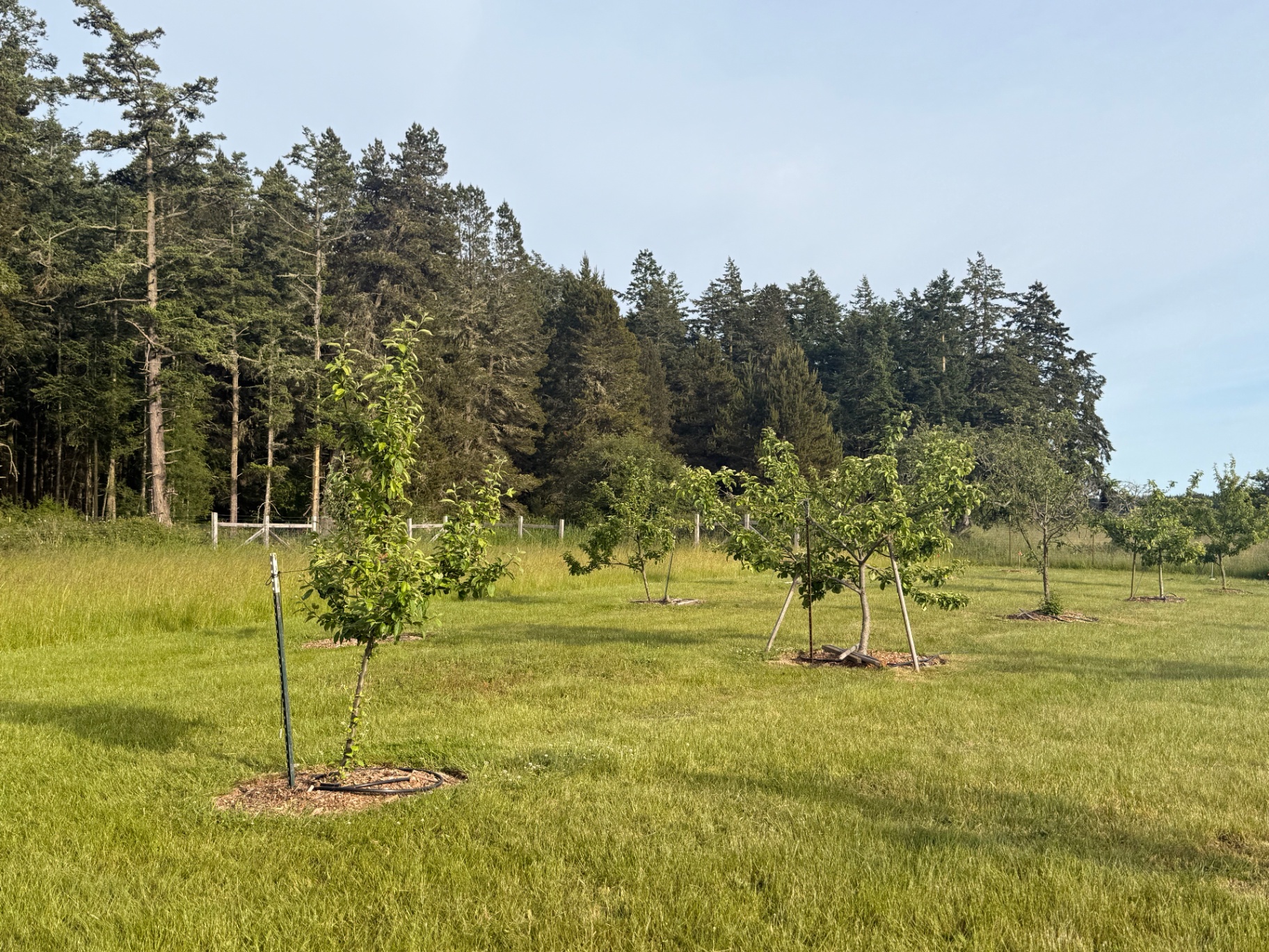 Young fruit trees with mulched rings
