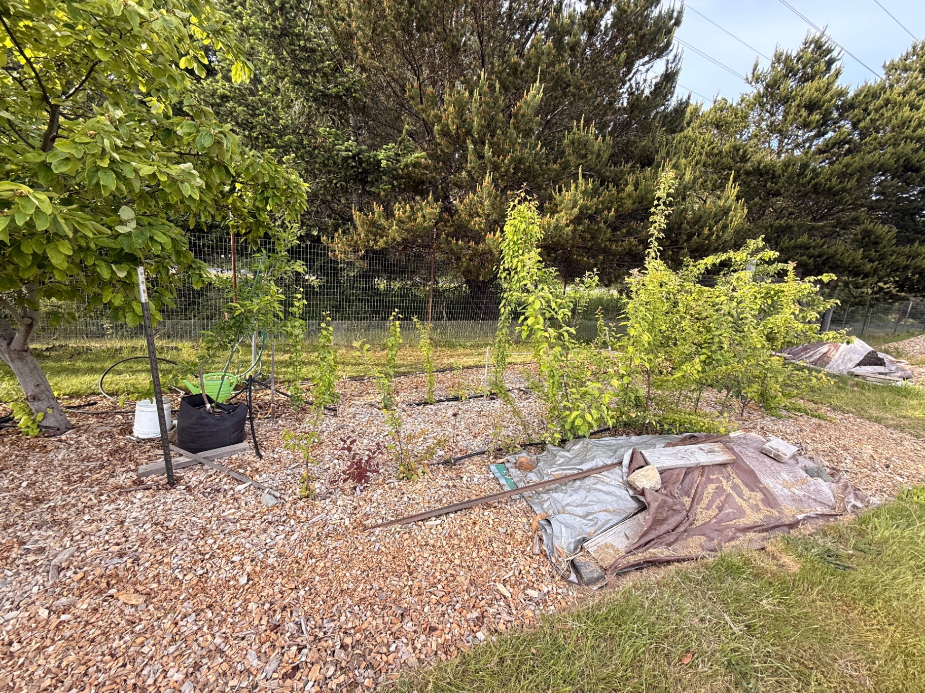 Young saplings in the mulched nursery bed